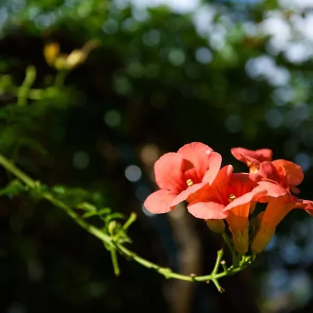 Апарт-отель Dorotea Luxury Ипсос