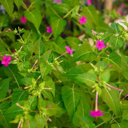 Dorotea Luxury Hotel apartamentowy Ýpsos